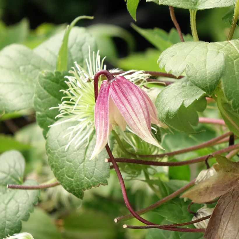 Clematis I am Red Robin - Kleinbloemige clematis (Bloei)