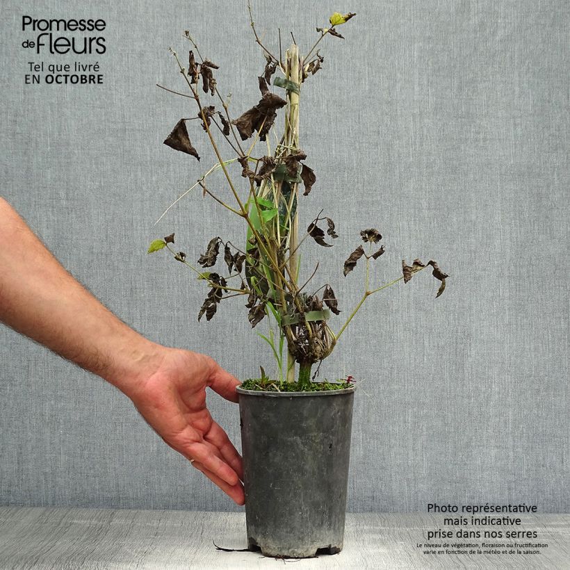 Exemplaar van Clematis heracleifolia Stanislaus - Struikclematis Pot van 2 l/3 l zoals geleverd in de herfst