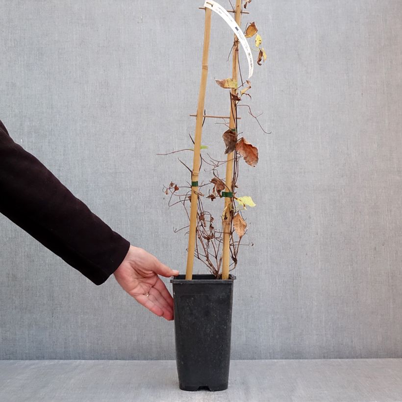 Exemplaar van Clematis patens Ice Crystal - Bosrank Pot van 1,5 l/2 l zoals geleverd in de herfst