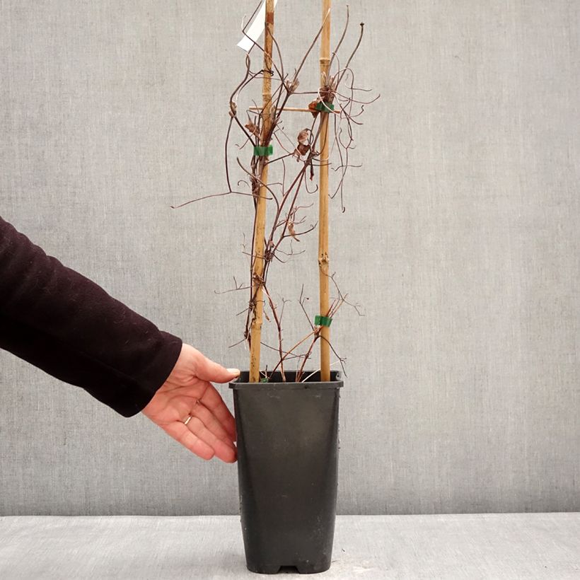 Exemplaar van Clematis patens Ice Crystal - Bosrank Pot van 1,5 l/2 l zoals geleverd in de winter