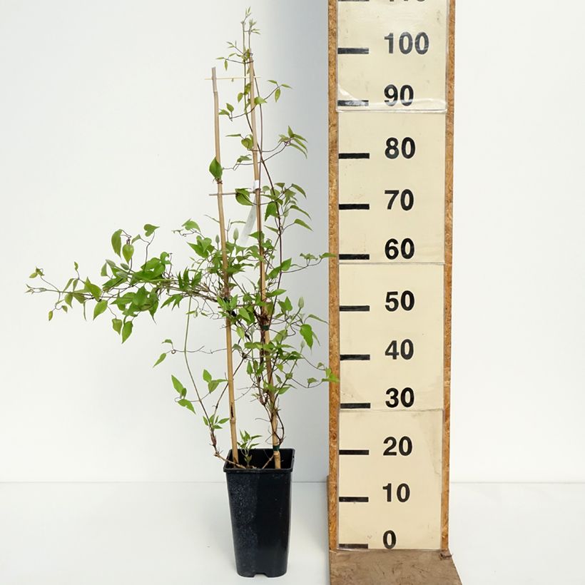 Exemplaar van Clematis patens Ice Crystal - Bosrank Pot van 1,5 l/2 l zoals geleverd in de lente