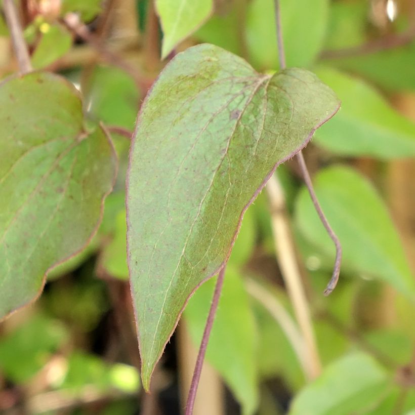 Clematis patens Ice Crystal - Bosrank (Blad)