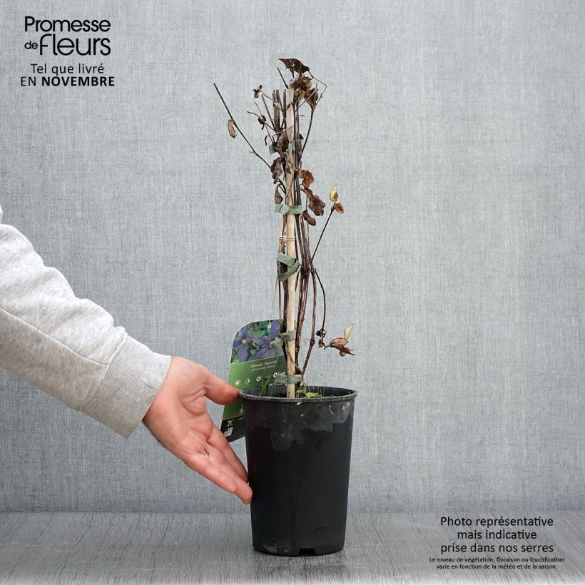 Exemplaar van Clematis integrifolia Durandii - Struikclematis Pot van 2 l/3 l zoals geleverd in de herfst