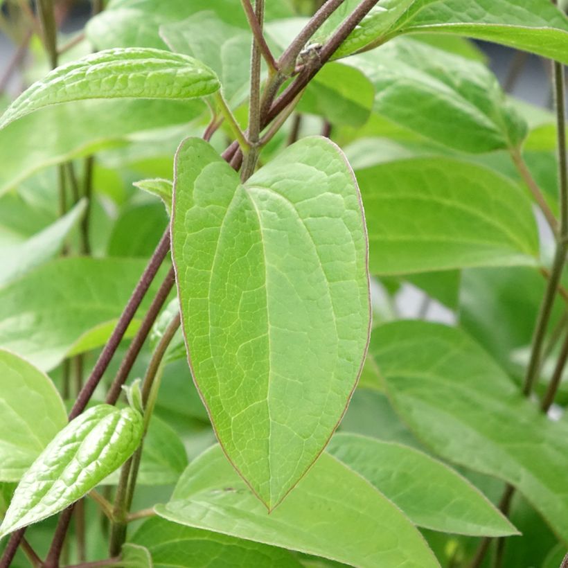 Clematis integrifolia Durandii - Struikclematis (Blad)