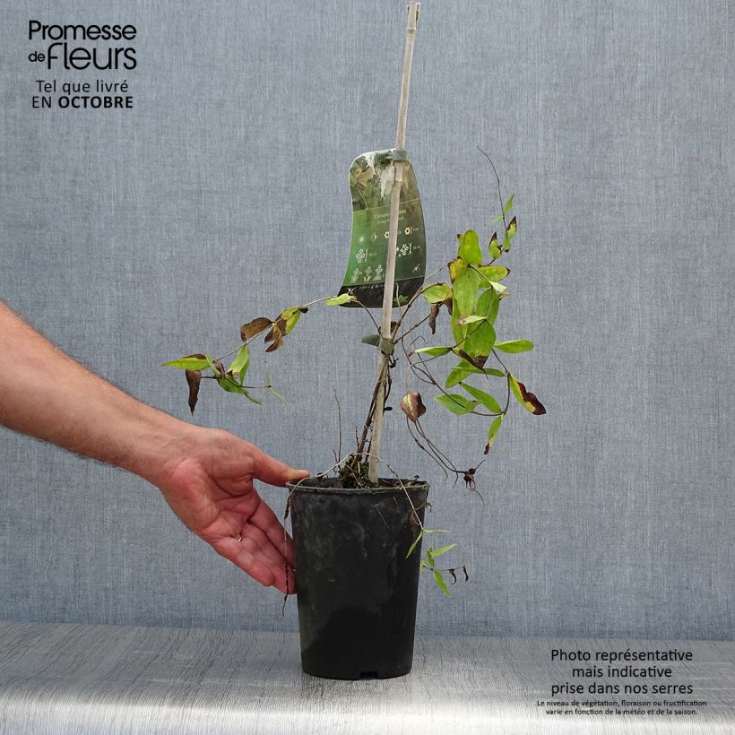 Exemplaar van Clematis integrifolia - Struikclematis Pot van 2 l/3 l zoals geleverd in de herfst