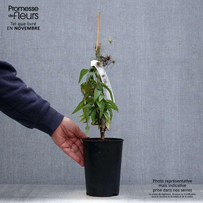 Exemplaar van Clematis integrifolia Hakuree - Struikclematis Pot van 2 l/3 l zoals geleverd in de herfst