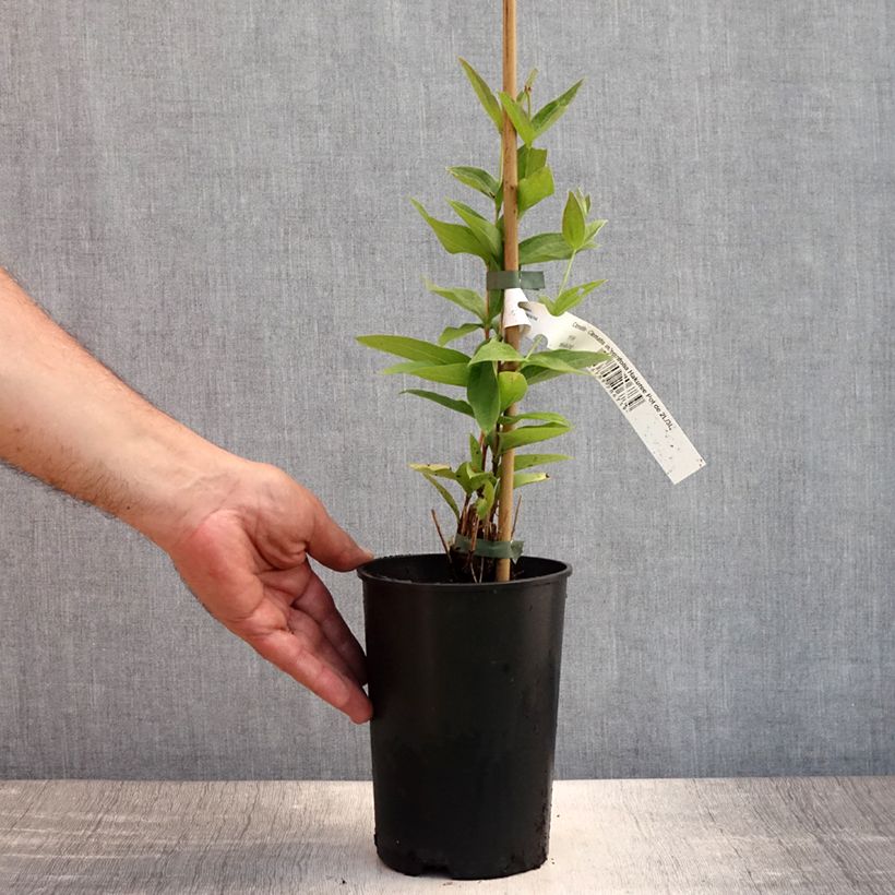 Exemplaar van Clematis integrifolia Hakuree - Struikclematis Pot van 2 l/3 l zoals geleverd in de zomer