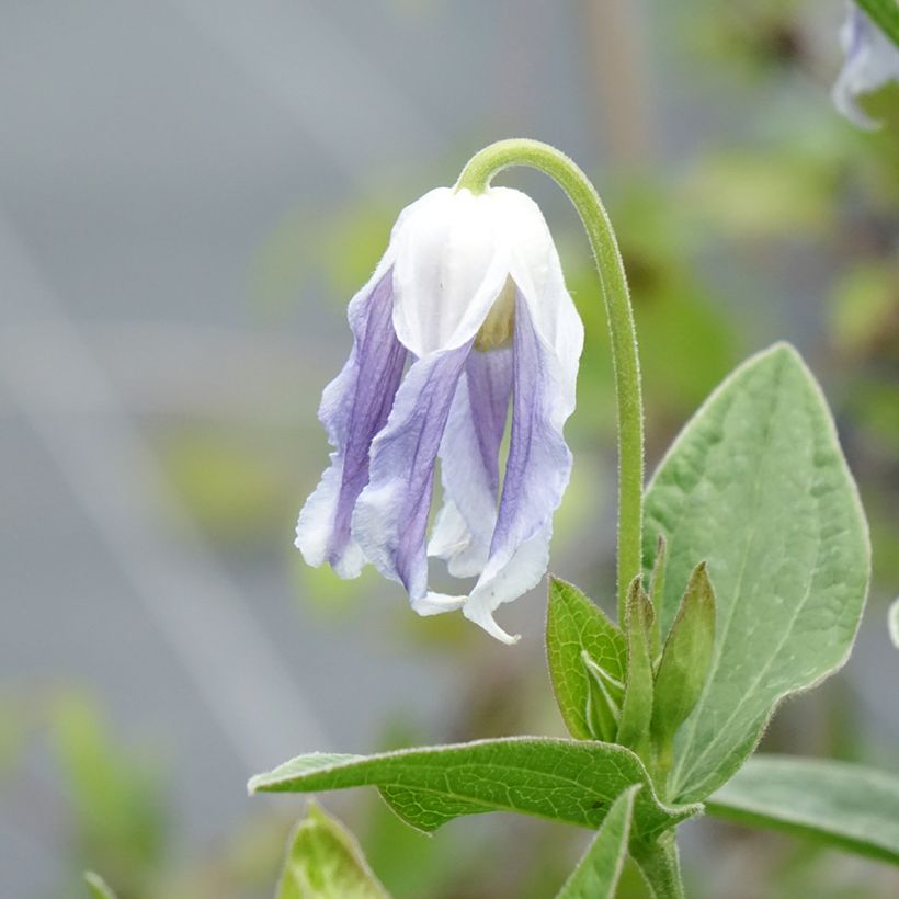 Clematis integrifolia Hakuree - Struikclematis (Bloei)