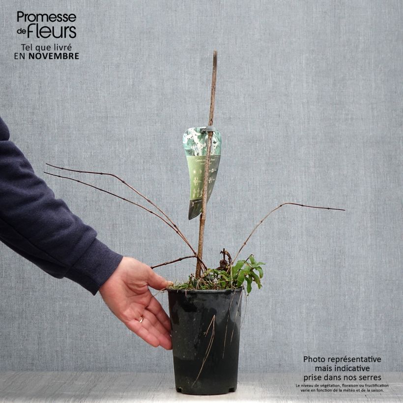 Exemplaar van Clematis integrifolia Rosea - Struikclematis Pot van 2 l/3 l zoals geleverd in de herfst