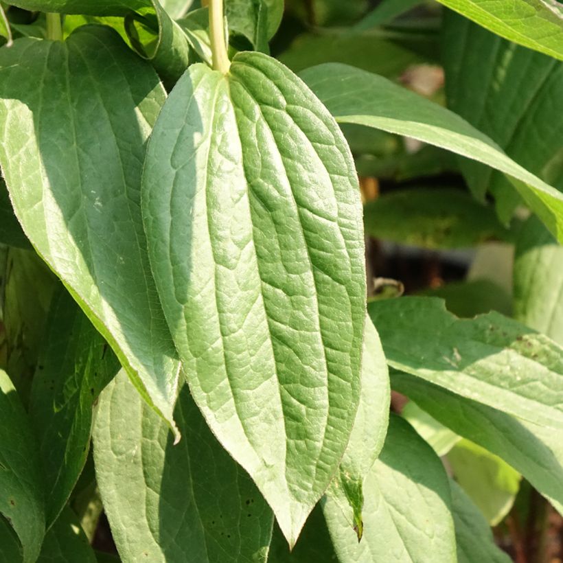 Clematis integrifolia Rosea - Struikclematis (Blad)