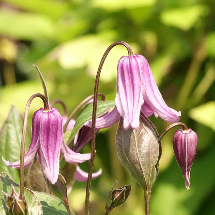 Clematis integrifolia Rosea - Struikclematis (Bloei)