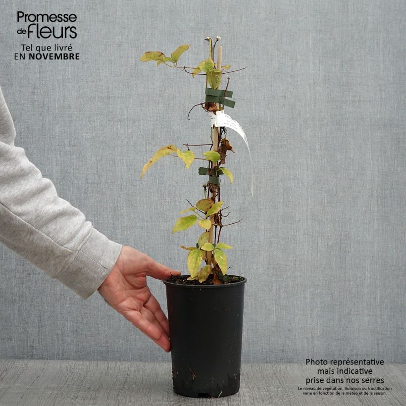 Exemplaar van Clematis Ivan Olsson - Bosrank Pot van 2 l/3 l zoals geleverd in de herfst