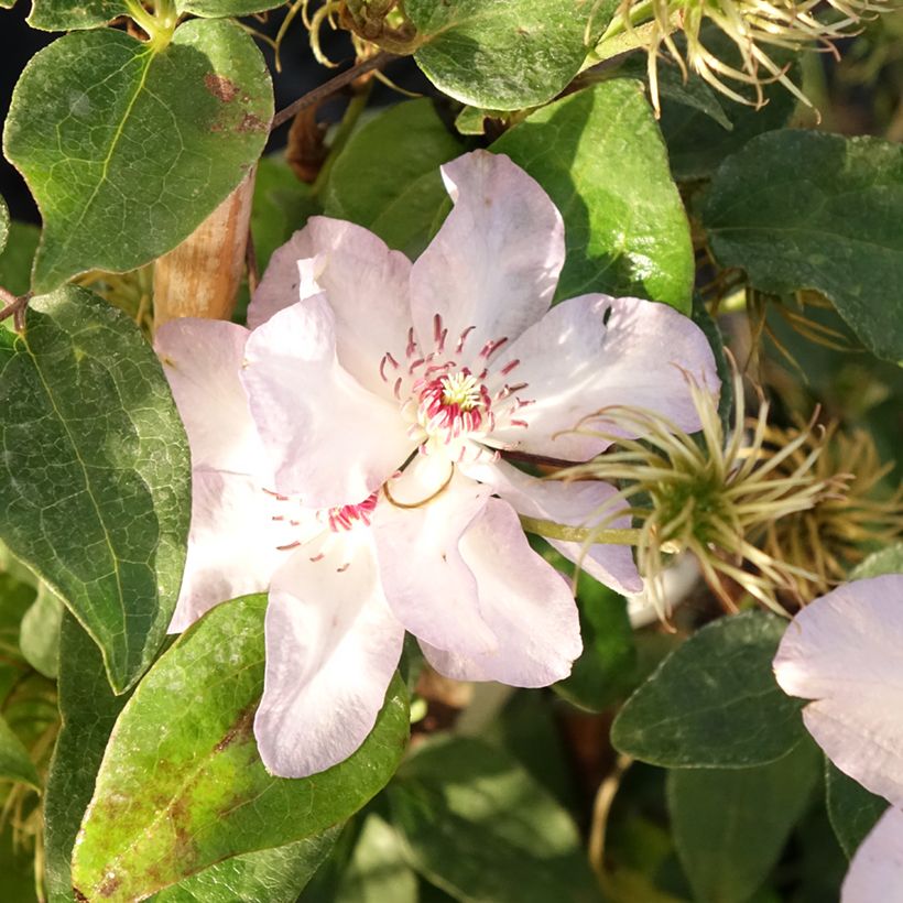 Clematis Ivan Olsson - Bosrank (Bloei)