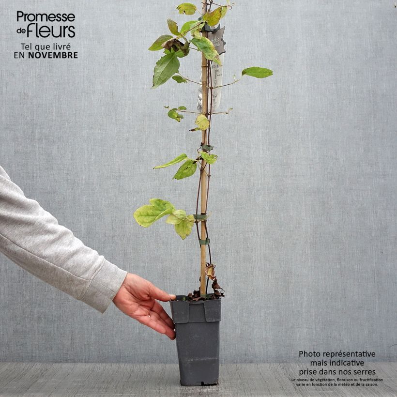 Exemplaar van Clematis jackmanii Alba - Bosrank Pot van 2 l/3 l zoals geleverd in de herfst