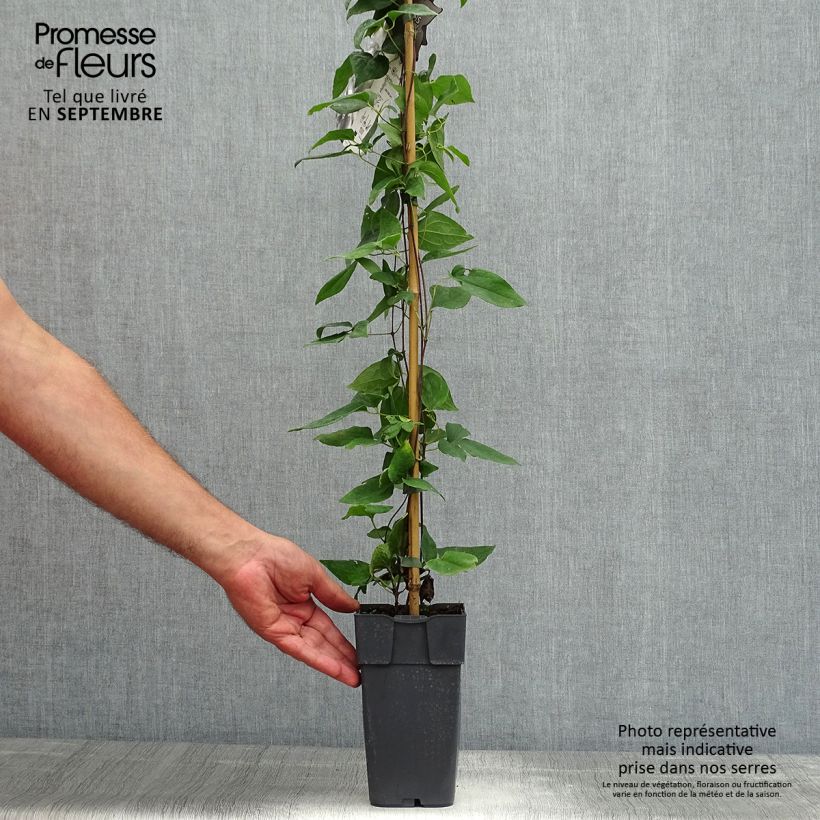Exemplaar van Clematis jackmanii Alba - Bosrank Pot van 2 l/3 l zoals geleverd in de zomer