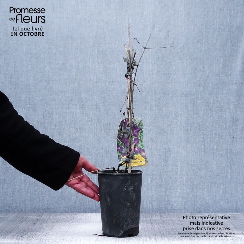 Exemplaar van Clematis jackmanii Purpurea - bosrank Pot van 2 l/3 l zoals geleverd in de herfst