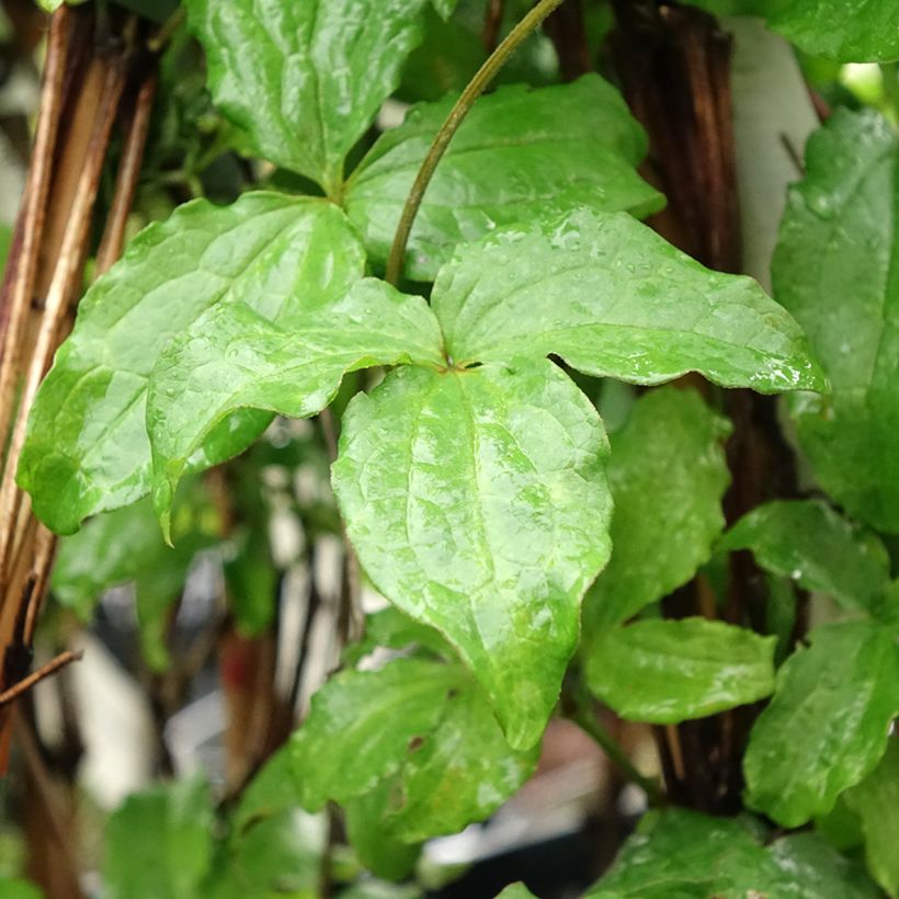 Clematis jackmanii Purpurea - bosrank (Blad)
