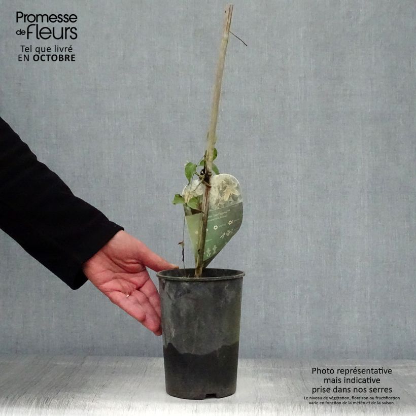 Exemplaar van Clematis diversifolia Jan Fopma - Kleinbloemige clematis Pot van 2 l/3 l zoals geleverd in de herfst