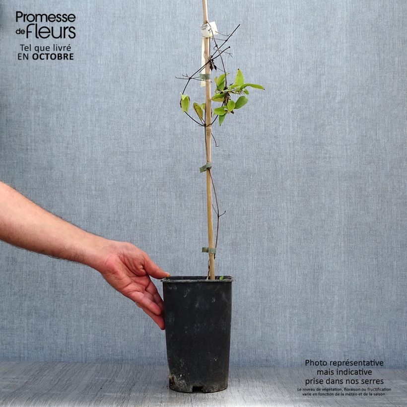 Exemplaar van Clematis patens Joséphine EviJohill - - Bosrank Pot van 2 l/3 l zoals geleverd in de herfst
