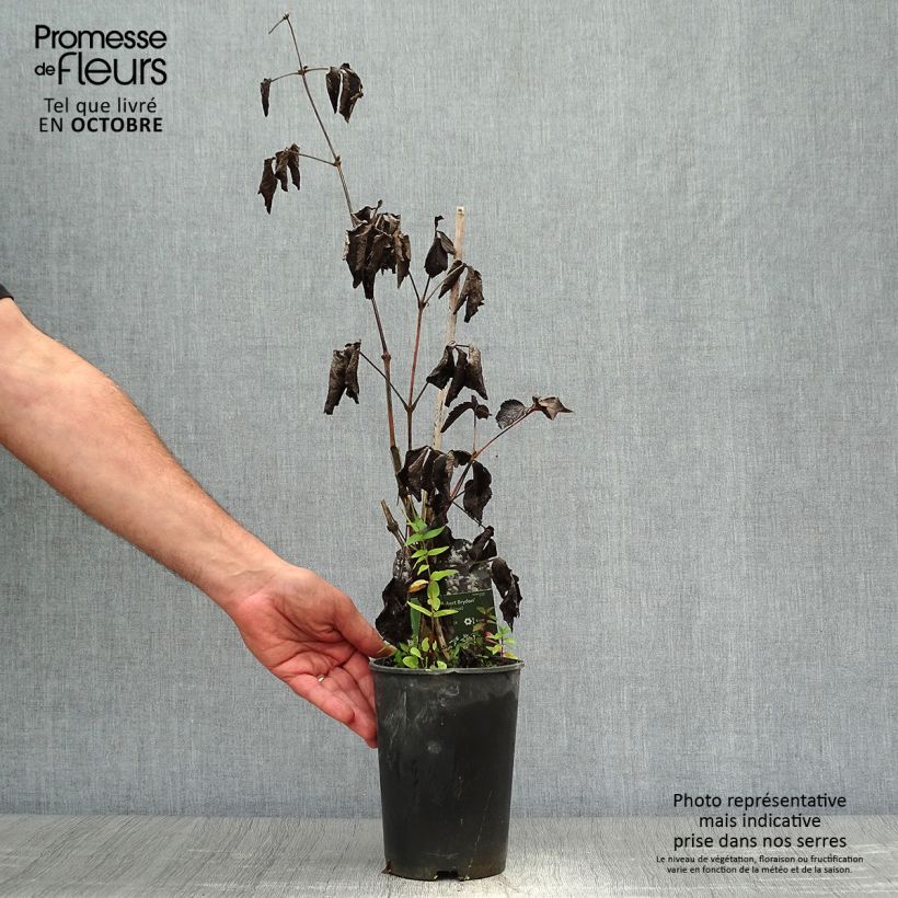 Exemplaar van Clematis jouiniana Robert Brydon - Bosrank Pot van 2 l/3 l zoals geleverd in de herfst