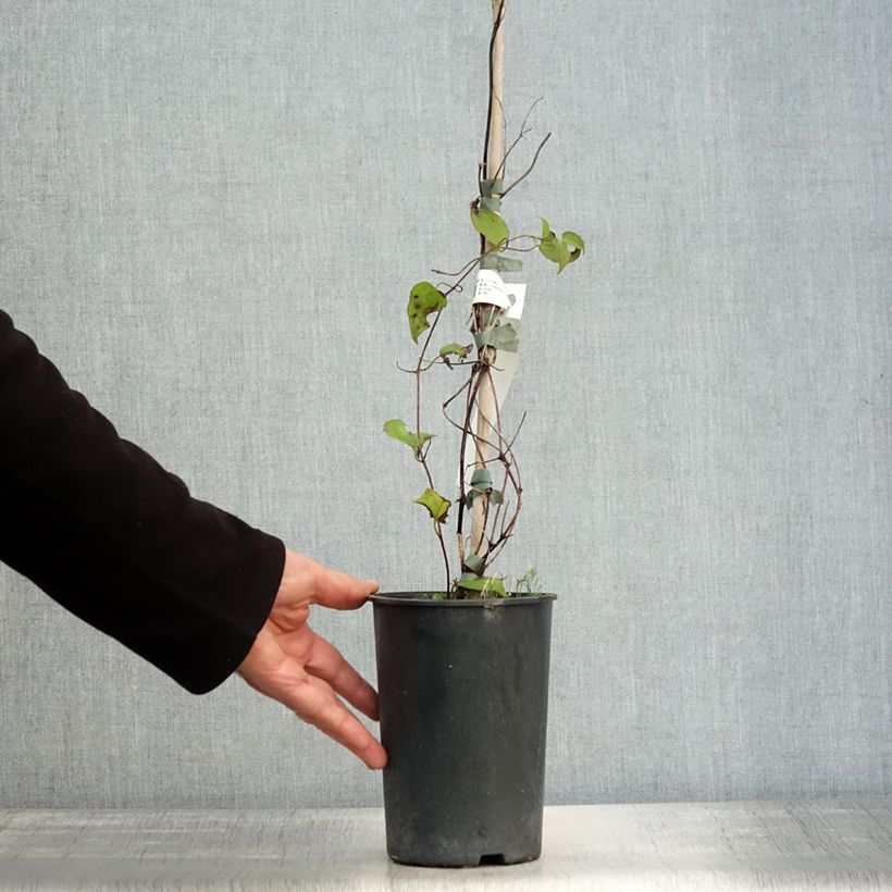 Exemplaar van Clematis patens Julka - - Bosrank Pot van 1,5 l/2 l zoals geleverd in de herfst