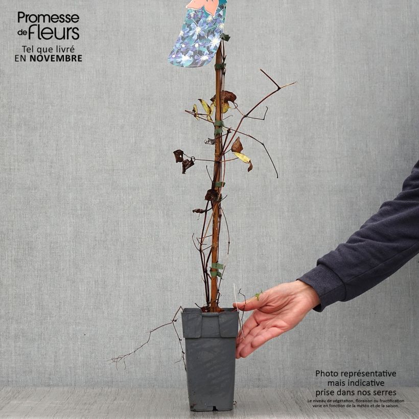 Exemplaar van Clematis diversifolia Juuli - Kleinbloemige clematis Pot van 2 l/3 l zoals geleverd in de herfst