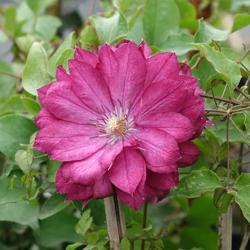 Clematis patens Kaen - Bosrank (Bloei)