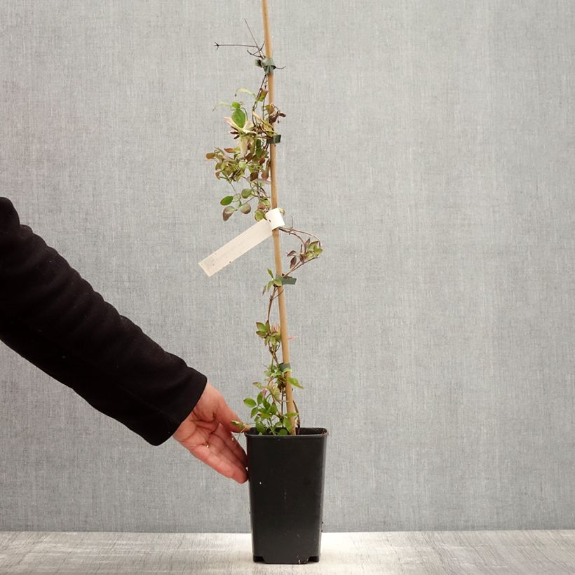 Exemplaar van Clematis Kaiser - Grootbloemige clematis Pot van 2 l/3 l zoals geleverd in de lente