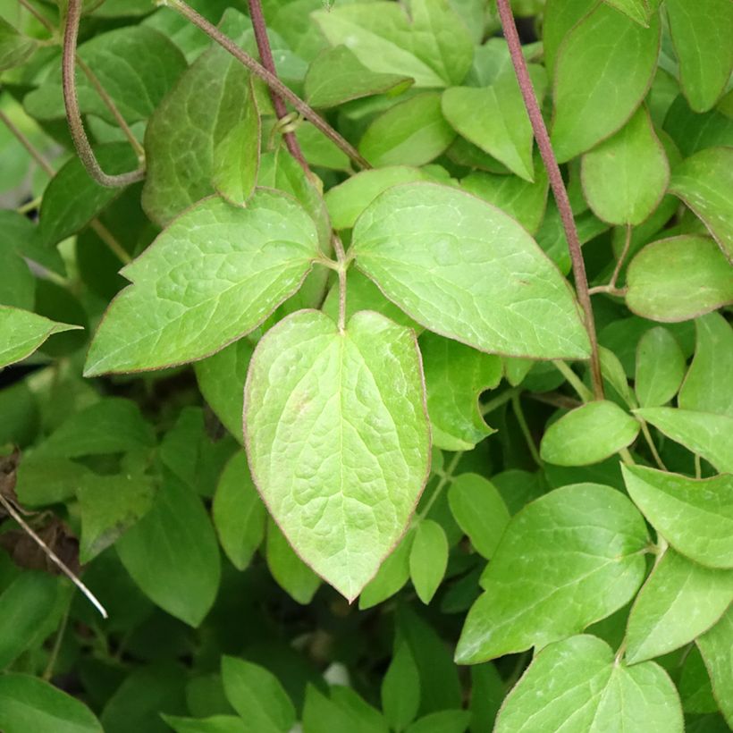 Clematis patens Kiri Te Kanawa - Bosrank (Blad)