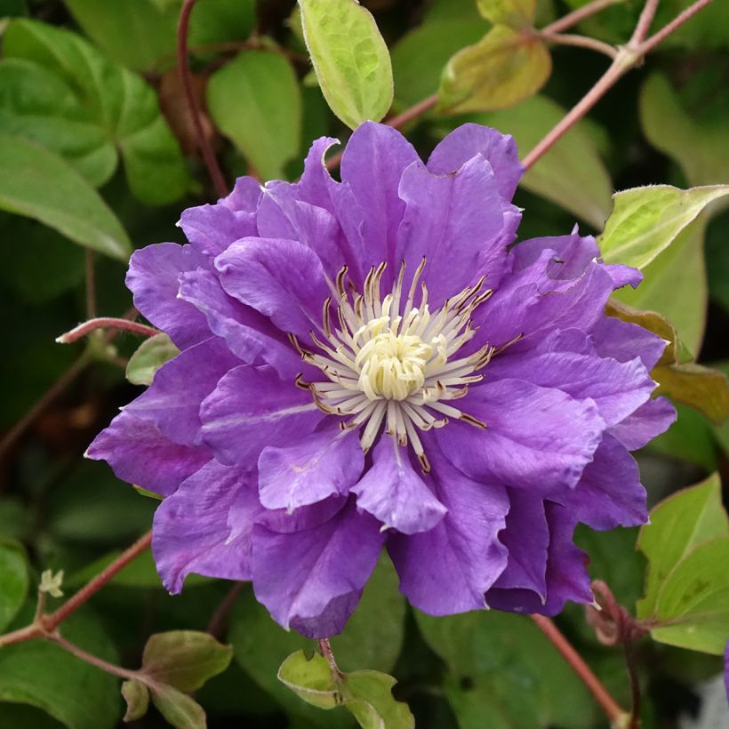 Clematis patens Kiri Te Kanawa - Bosrank (Bloei)