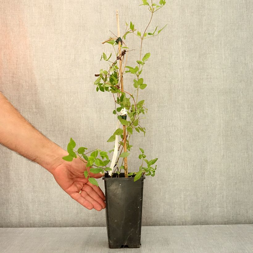 Exemplaar van Clematis Kokonoe - Grootbloemige clematis Pot van 1 l/1,5 l zoals geleverd in de zomer
