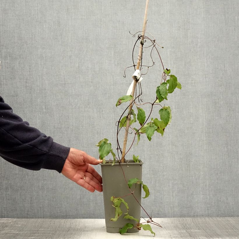 Exemplaar van Clematis patens Lasurstern - Bosrank Pot van 1,5 l/2 l zoals geleverd in de zomer