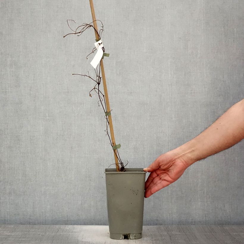 Exemplaar van Clematis patens Lasurstern - Bosrank Pot van 1,5 l/2 l zoals geleverd in de lente