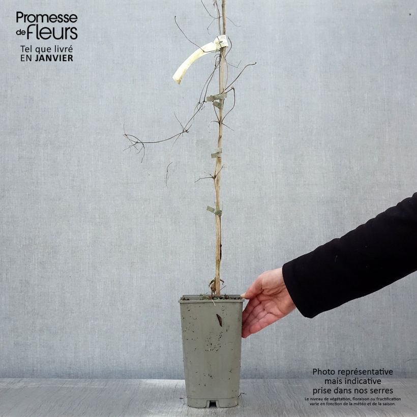 Exemplaar van Clématite Lavallée n°1 Pot de 2L/3L zoals geleverd in de winter
