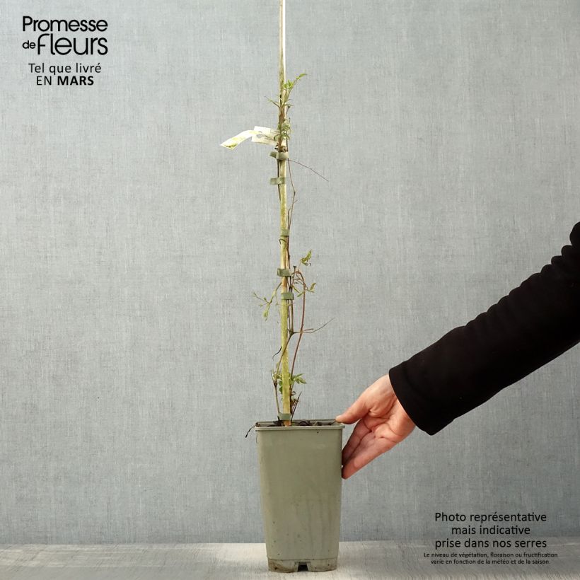 Example of Clematis Lavallée n°1 - Bosrank Pot van 2 l/3 l as you get in printemps