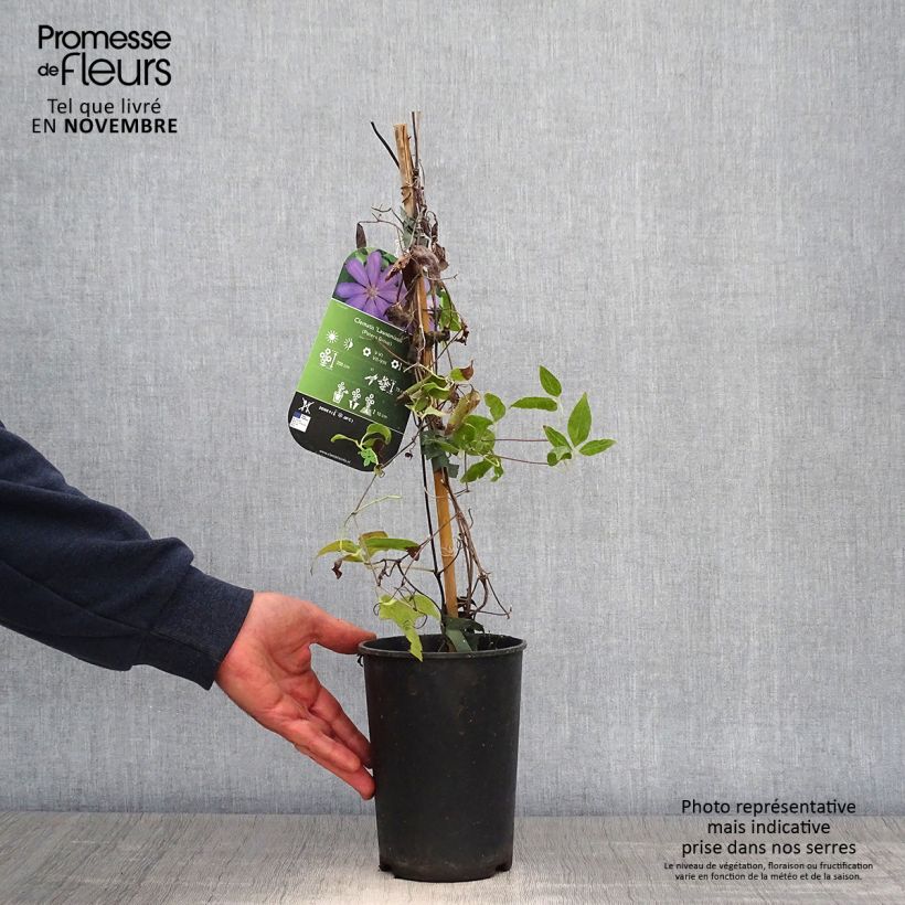 Exemplaar van Clematis Lawsoniana - Bosrank Pot van 1,5 l/2 l zoals geleverd in de herfst