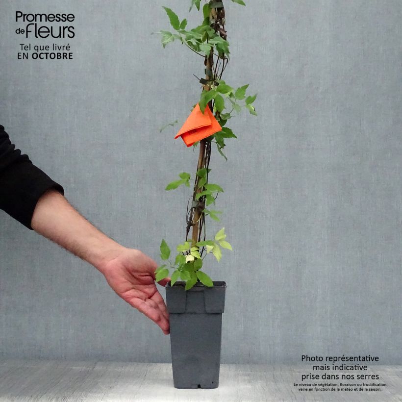 Exemplaar van Clematis macropetala Broughton Bride - Kleinbloemige clematis Pot van 2 l/3 l zoals geleverd in de herfst