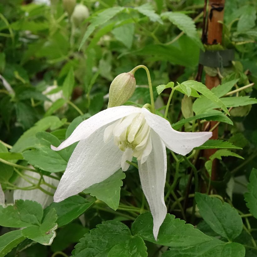 Clematis macropetala Broughton Bride - Kleinbloemige clematis (Bloei)