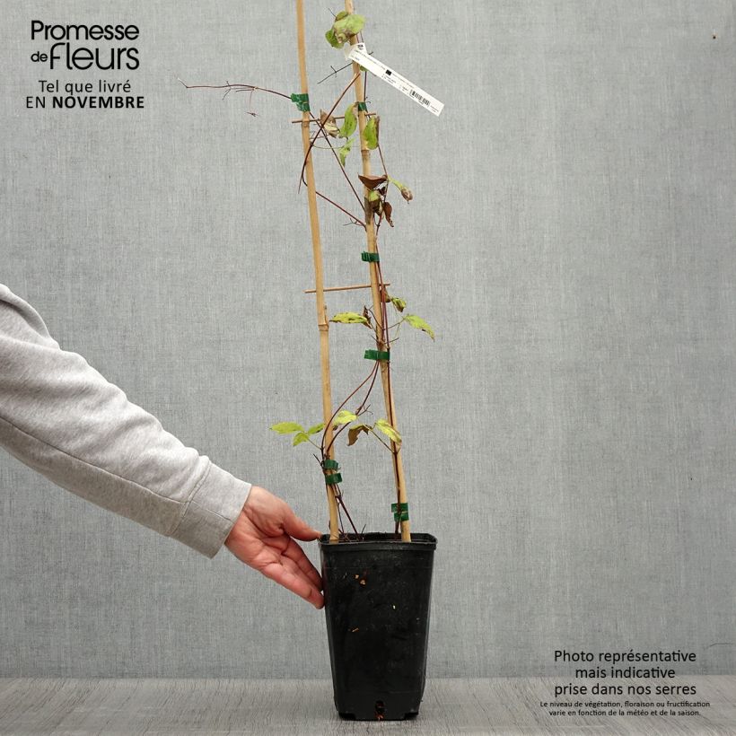 Exemplaar van Clematis jackmanii Madame Edouard André - Bosrank Pot van 2 l/3 l zoals geleverd in de herfst