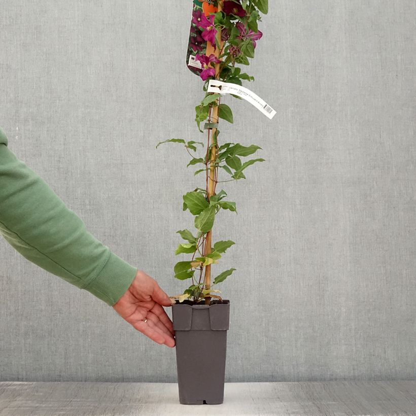 Exemplaar van Clematis jackmanii Madame Edouard André - Bosrank Pot van 2 l/3 l zoals geleverd in de zomer