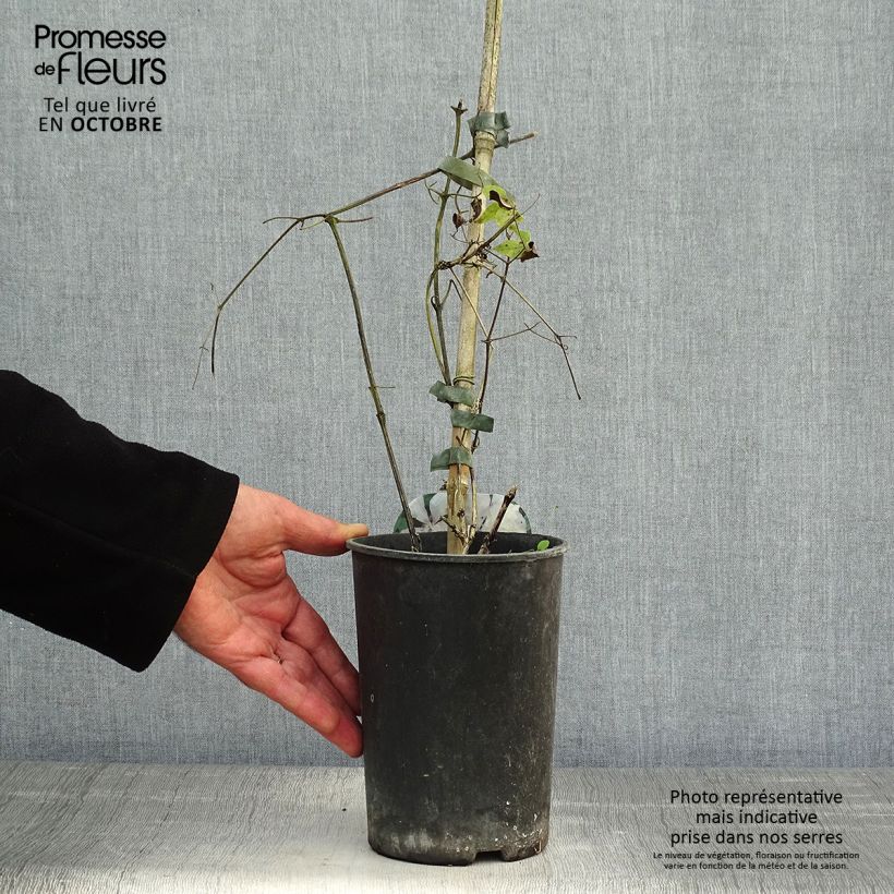 Exemplaar van Clematis patens Margaret Hunt- Bosrank Pot van 1,5 l/2 l zoals geleverd in de herfst