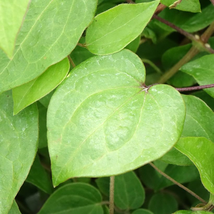 Clematis patens Margaret Hunt- Bosrank (Blad)