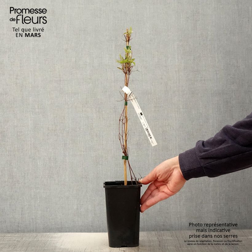 Exemplaar van Clematis patens Marmori - Bosrank Pot van 1,5 l/2 l zoals geleverd in de lente