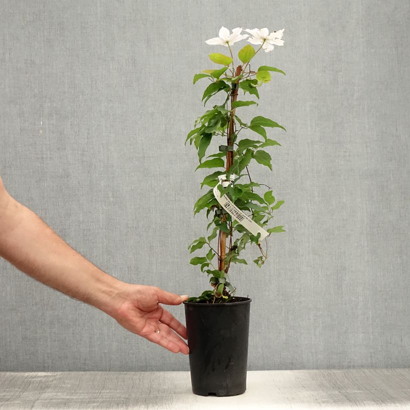 Exemplaar van Clematis Miss Bateman - Grootbloemige bosrank Pot van 2 l/3 l zoals geleverd in de zomer