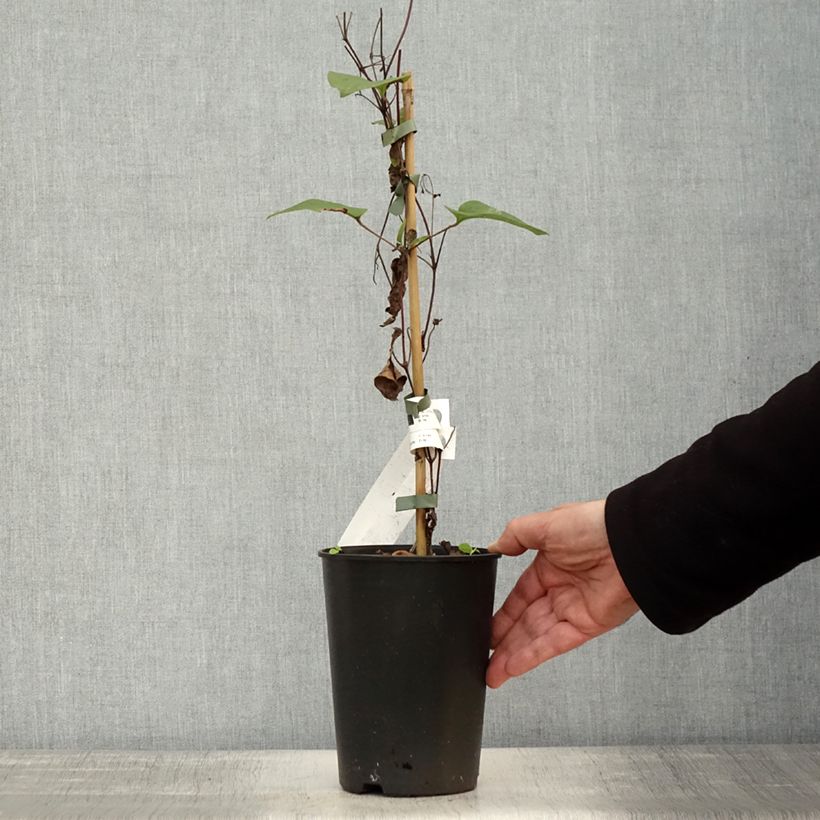 Exemplaar van Clematis Mon Amour Zomoa - Grootbloemige clematis Pot van 2 l/3 l zoals geleverd in de herfst