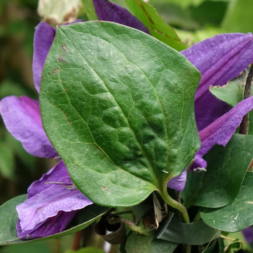 Clematis Mon Amour Zomoa - Grootbloemige clematis (Blad)