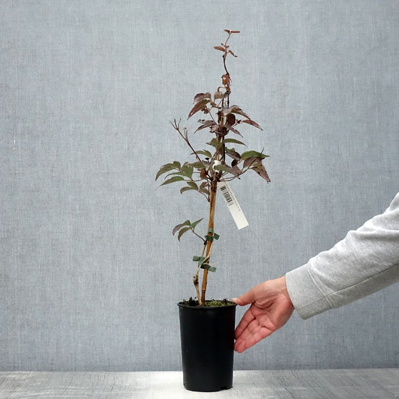 Exemplaar van Clematis montana Elizabeth - Bergbosrank Pot van 2 l/3 l zoals geleverd in de zomer