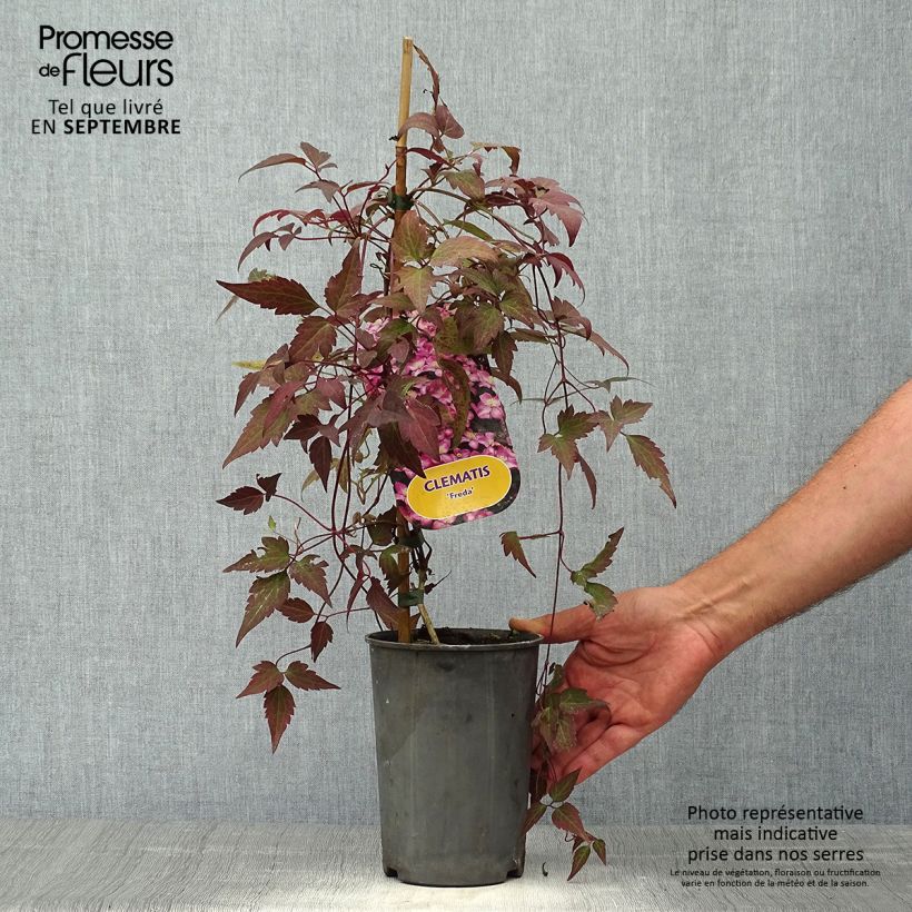 Exemplaar van Clematis montana Freda - Bergbosrank Pot van 2 l/3 l zoals geleverd in de herfst