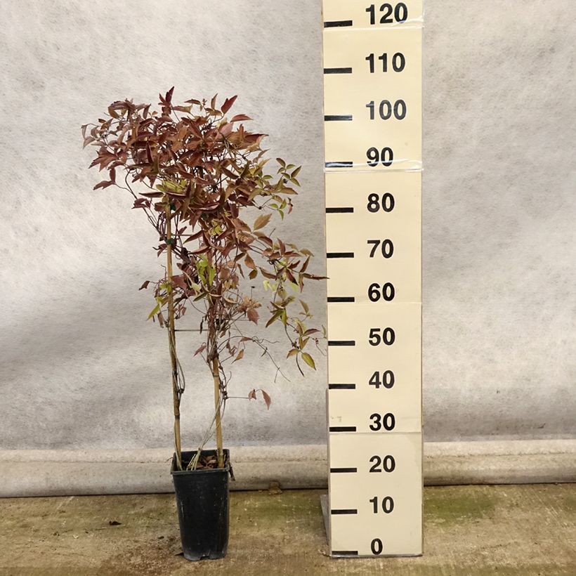 Exemplaar van Clematis montana Giant Star - Bergbosrank Pot van 3 l/4 l zoals geleverd in de herfst