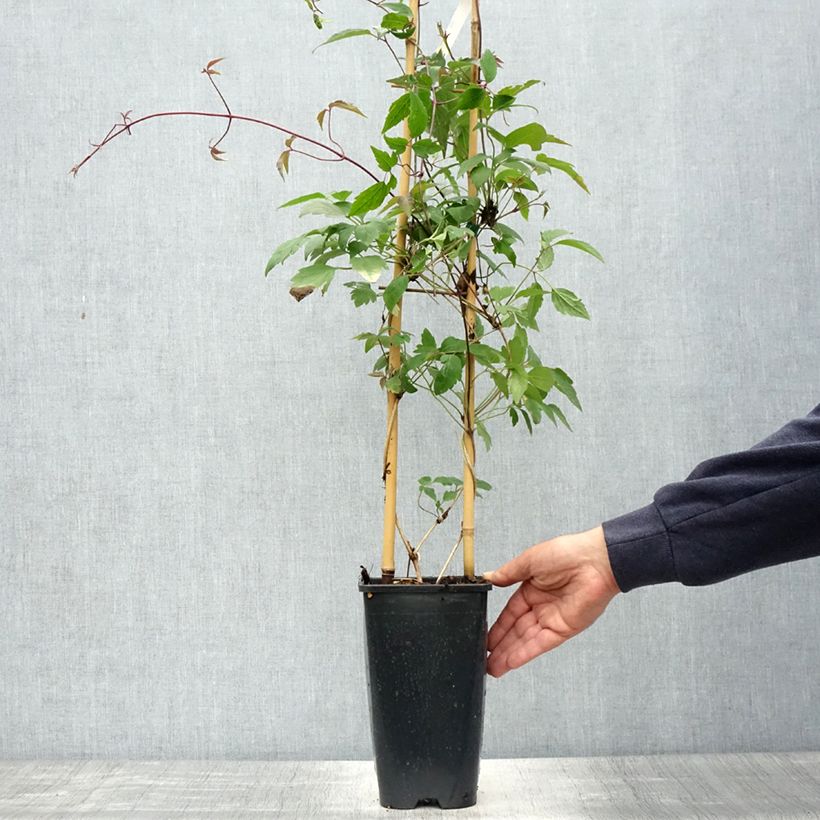 Exemplaar van Clematis montana Giant Star - Bergbosrank Pot van 3 l/4 l zoals geleverd in de lente